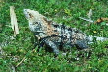 similis