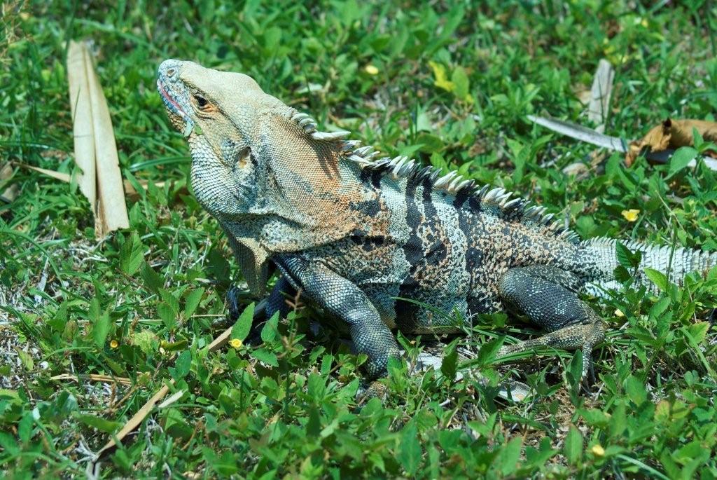 similis