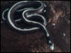 Horrible kingsnake pic