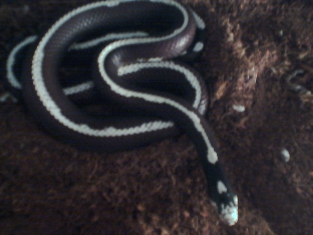 Horrible kingsnake pic