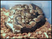 One more crappy BP pic