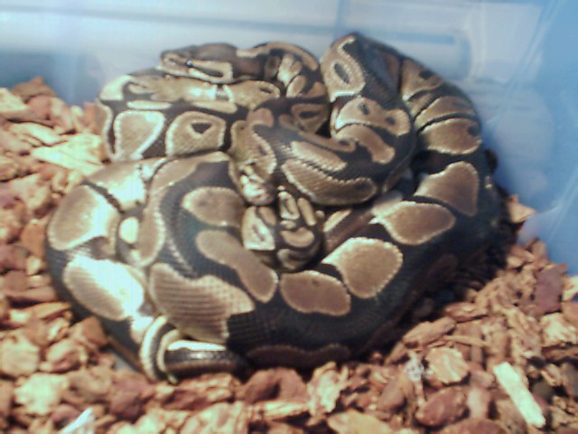 One more crappy BP pic