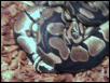 Ball pythons