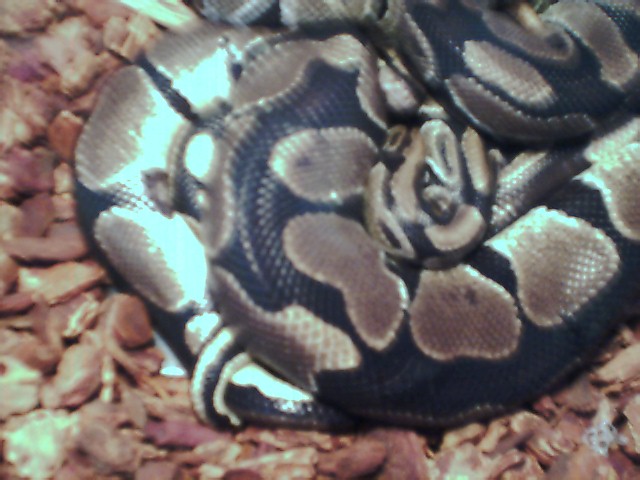 Ball pythons
