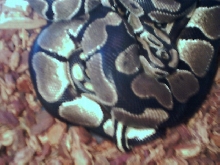 Ball pythons possibly breeding