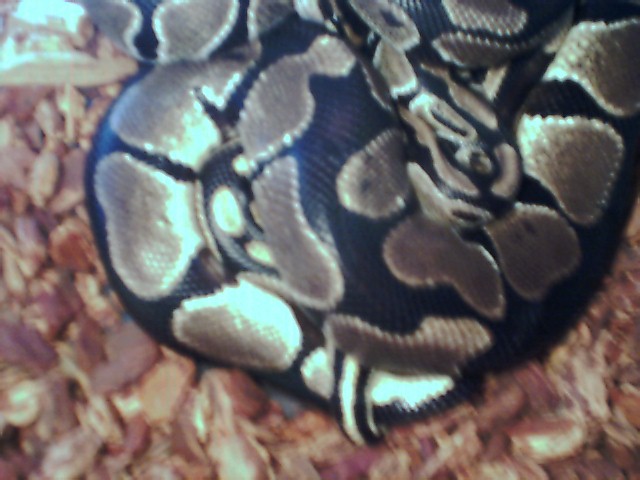 Ball pythons possibly breeding