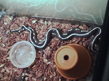 Breeding cal kings