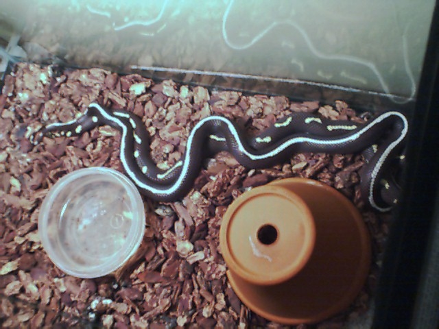 Breeding cal kings