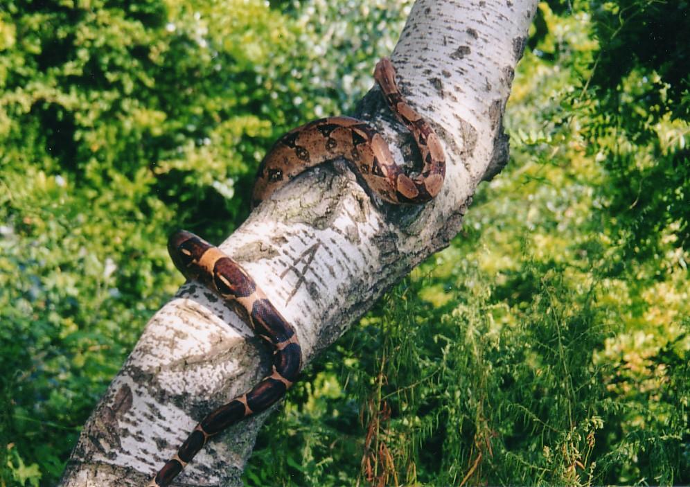 Colambian Red Tail Boa !!!