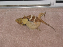 breeding