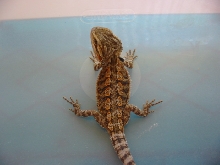 a3