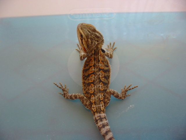 a3