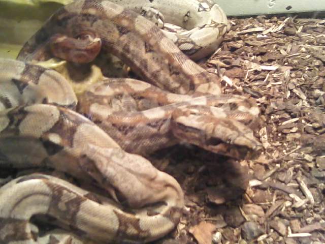 a Hog Island morph i recently purchased.