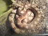 Hog Island morph and Pastel Redtail