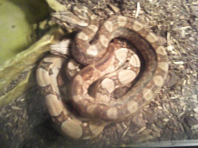 Hog Island morph and Pastel Redtail