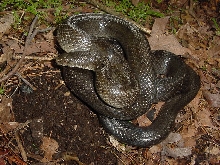 calligaster