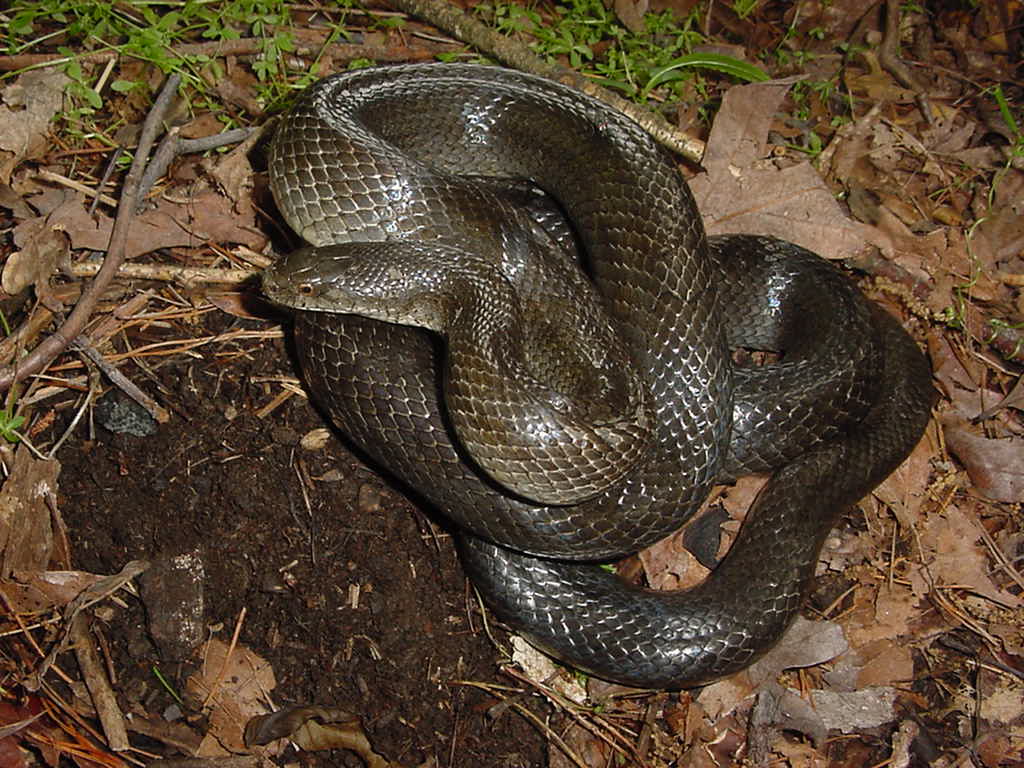 calligaster