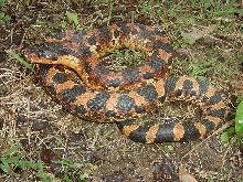 hognose
