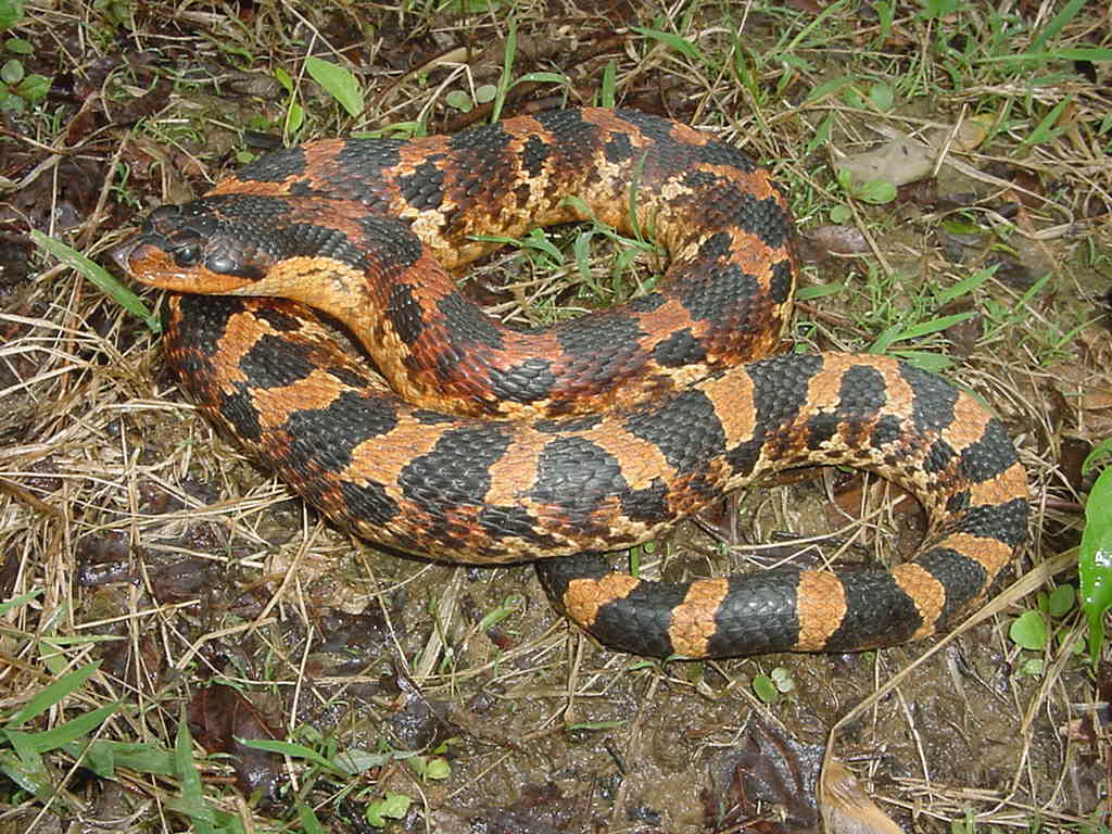 hognose