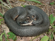 hognose