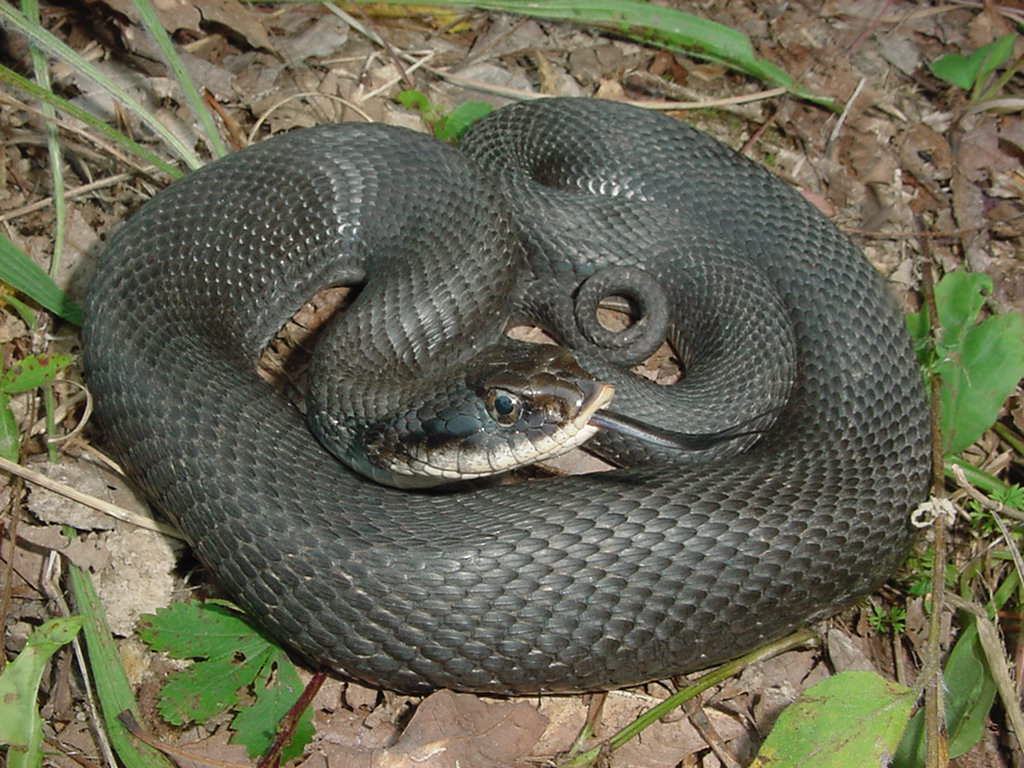 hognose