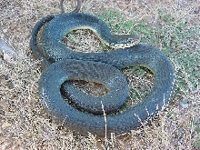 flavigaster