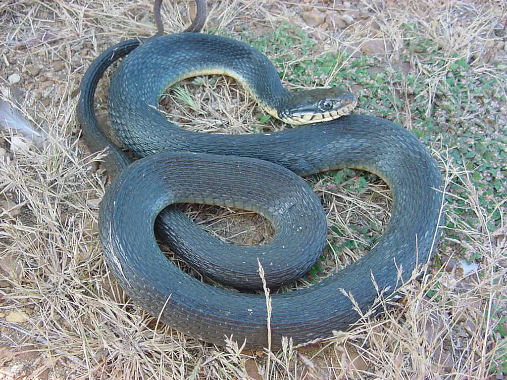 flavigaster