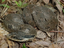 hognose