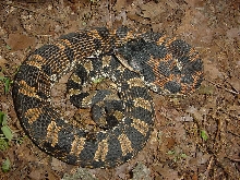 hognose