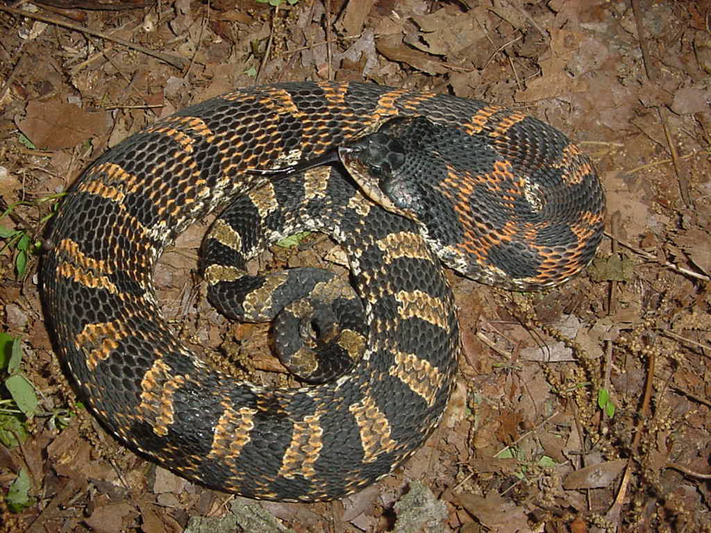 hognose