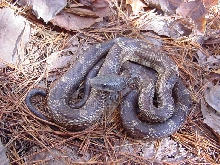 rat snake