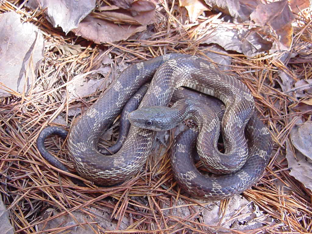 rat snake