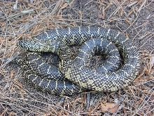 florida king