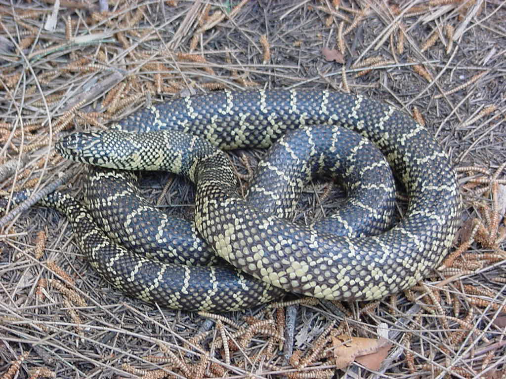 florida king