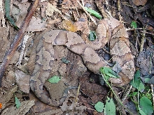 copper