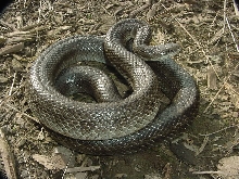 prairie king