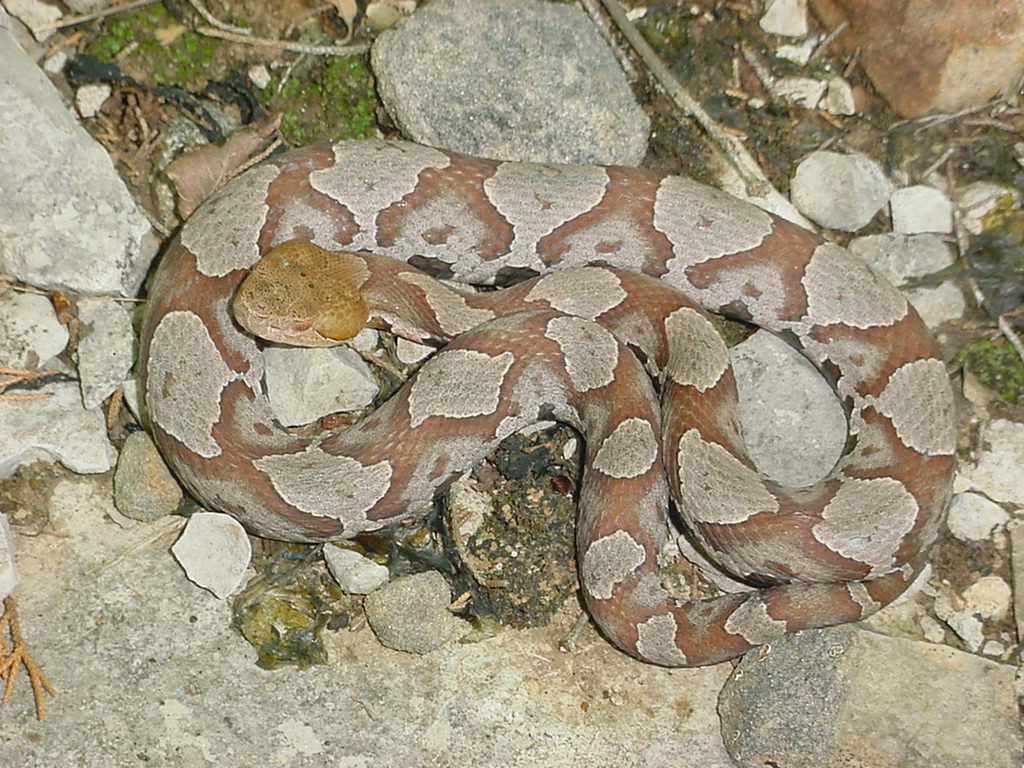 copper