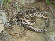 glass lizs