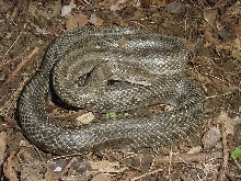 calligaster