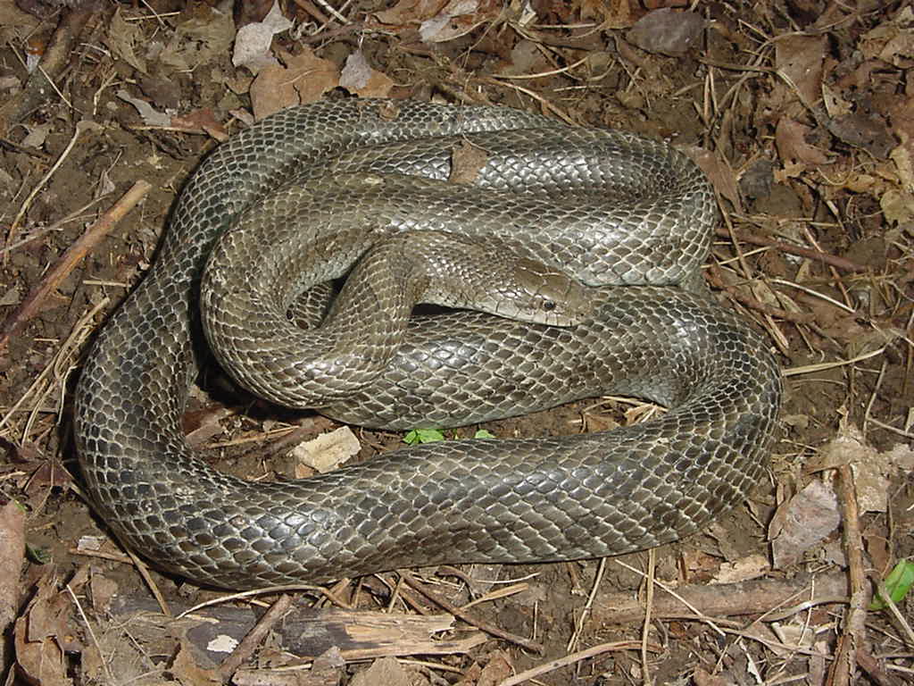calligaster