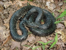 nigra