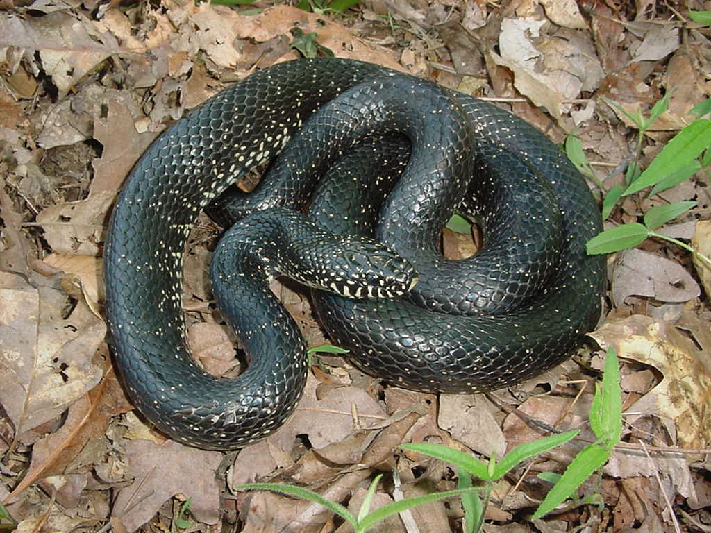 nigra