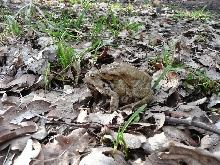 Bufo_Bufo