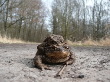 bufo bufo