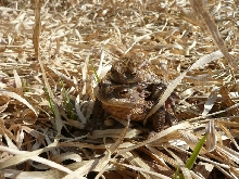 Bufo Bufo