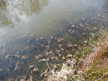 Bufo Bufo