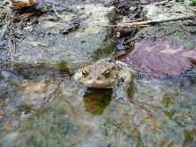 bufo bufo