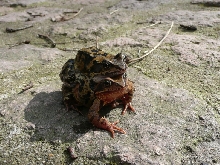rana temporaria