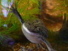 Xenopus laevis