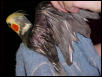Raw spot under wing